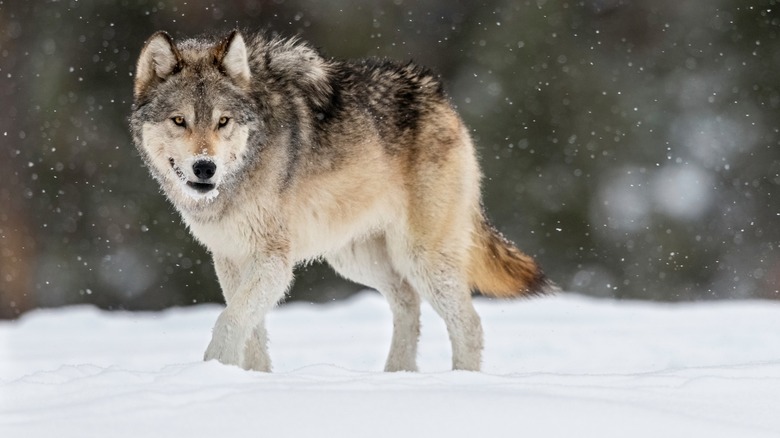 A wild wolf in Yellowstone National Park.