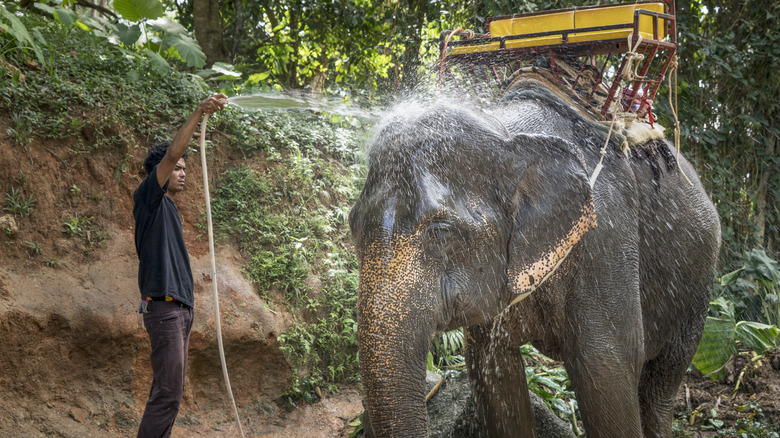 Elephants caretaker washing his elephant before taking tourists on a ride in the mountains of Phuket, Thailand.