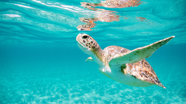 Green sea turtle in the shallow, crystal clear waters off a South Florida beach