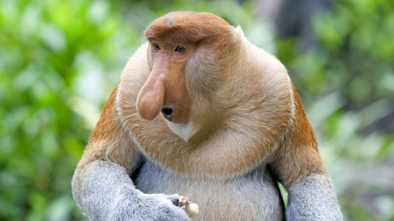 A proboscis monkey in Sabah.
