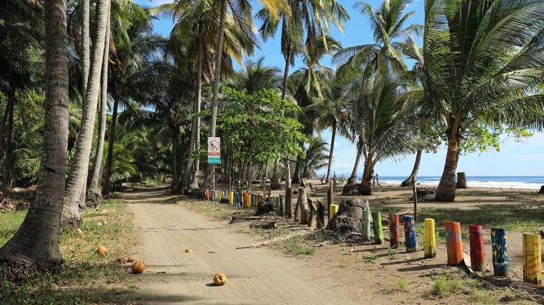 View of a dirt road, palm trees, and colorful painted fence posts