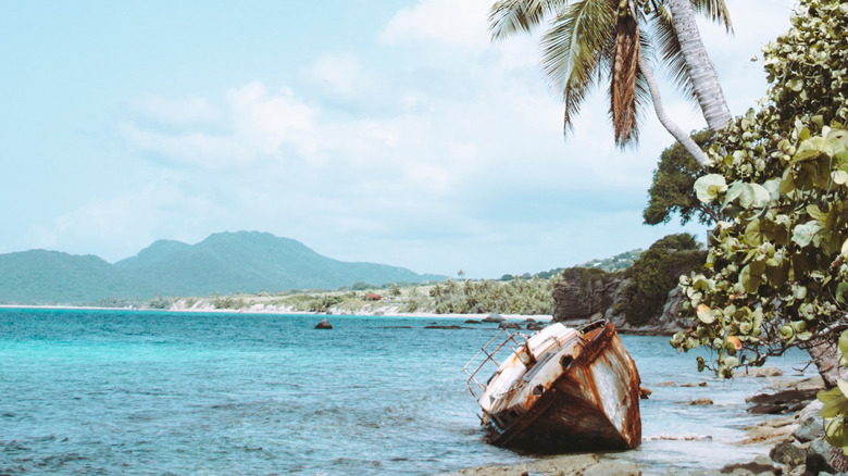 View of a shipwreck, a palm tree, and foliage