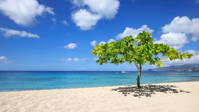 Small shady tree on the beach in Grenada