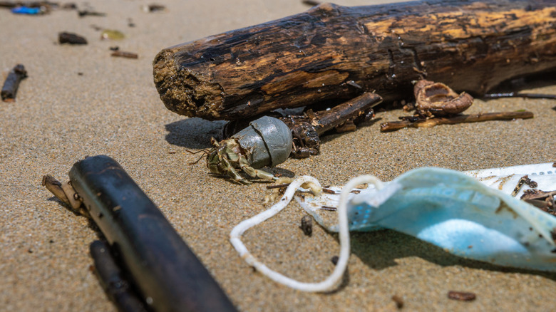 Close up of a hermit crab carrying medical waste on a beach by a piece of driftwood