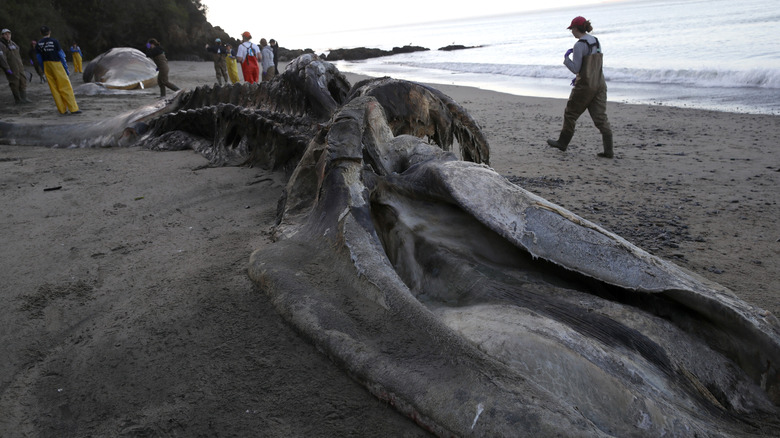 Globster determined to be a whale carcass on a beach in Thailand, 2019