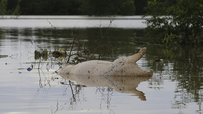 Dead pig carcass floated in a Chinese river