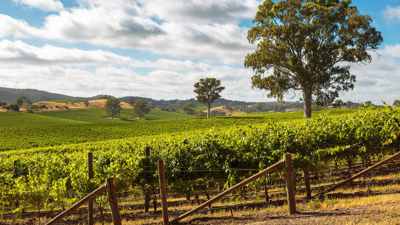 Wine country in Adelaide, Australia