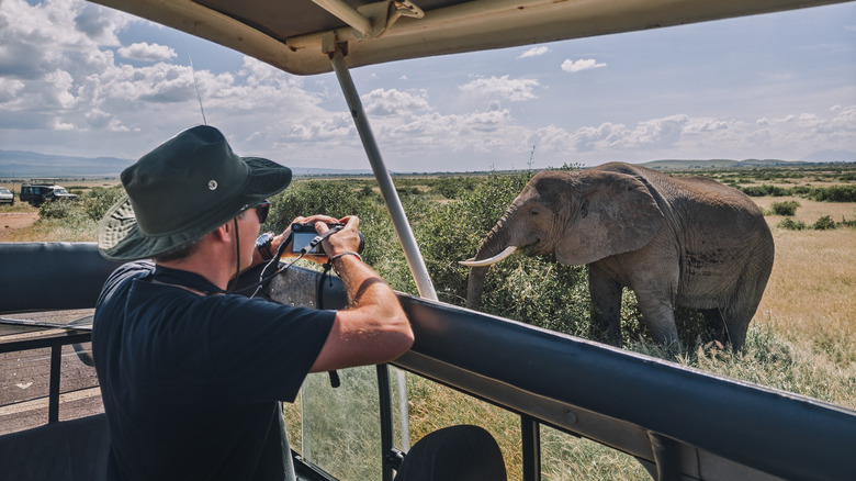 Tourist taking a picture of elephant from a safari