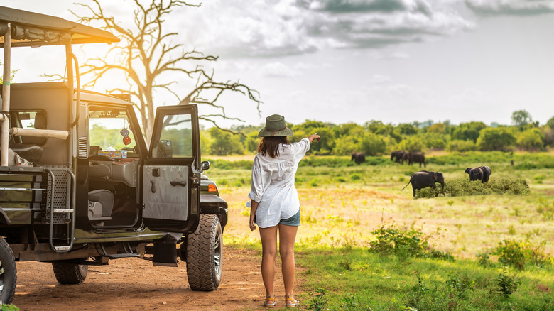 Woman standing by safari jeep at sunrise, pointing at elephants in the distance