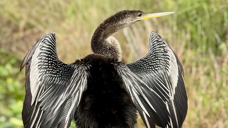 An anhinga spreading its wings to dry on the Anhinga Trail in Everglades National Park, Florida.