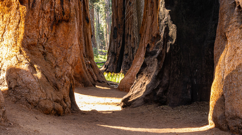 Giant Sequoia Trees at The Senate Grove on The Congress Trail, Sequoia National Park, California, USA