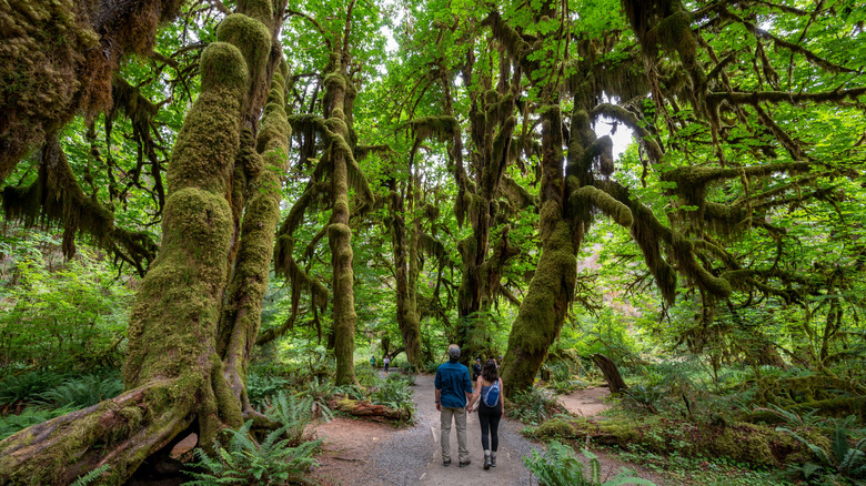 People hiking Hall of Mosses Trail in Hoh National Rainforest in summer.