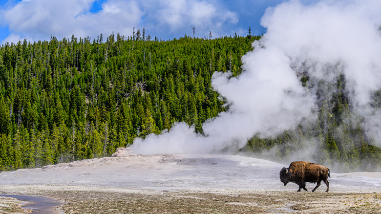 A bison walking in front of the Old Faithful Geyser in Yellowstone National Park.