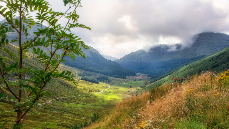 Argyle forest park in Cowal Peninsula