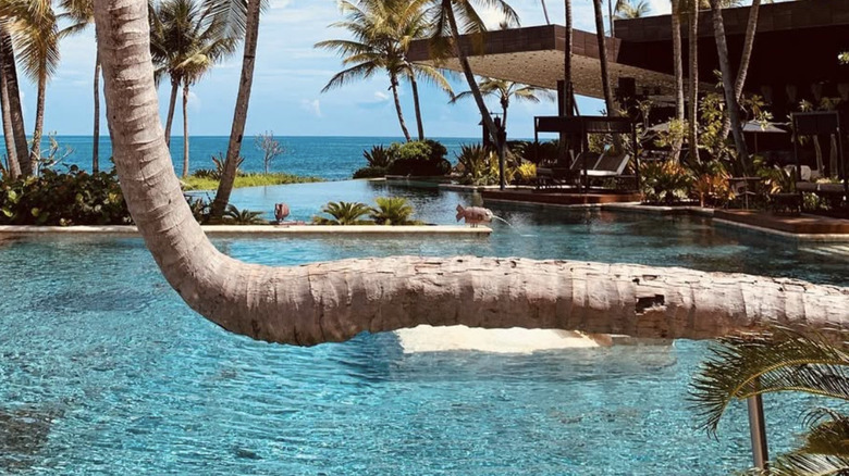 View of infinity pool with palm trees and loungers