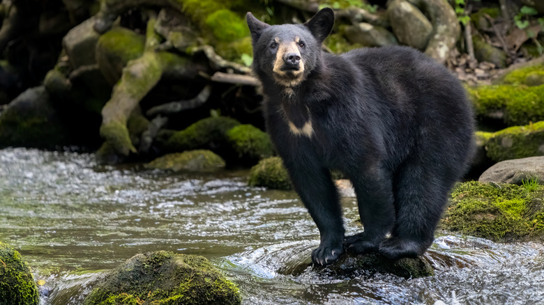 A black bear in the Great Smoky Mountains