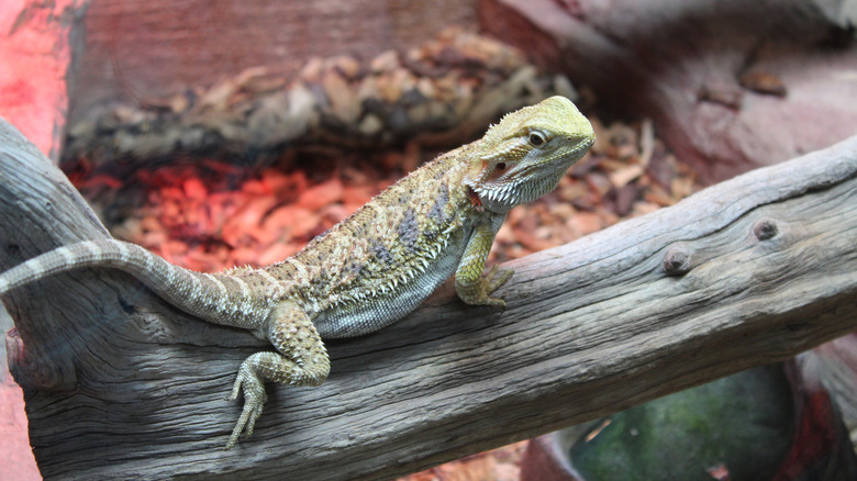 A rainforest lizard at the Rainforest Adventures Discovery Zoo in Sevierville