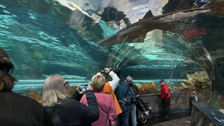 The shark tunnel in Ripley's Aquarium of the Smokies