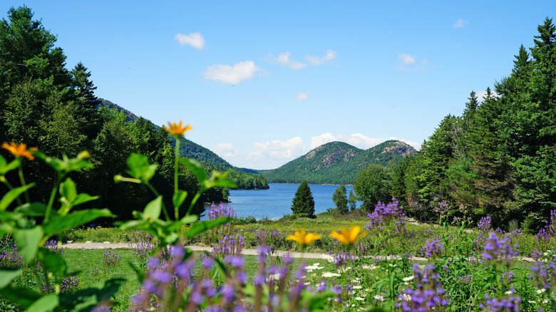 Flowers on Mount Desert Island