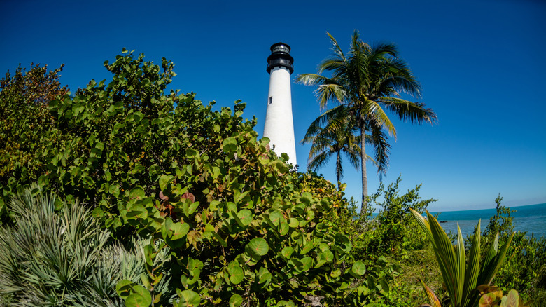 Cape Florida Light at Bill Baggs Cape State Park near Miami, Florida, viewed through palm trees