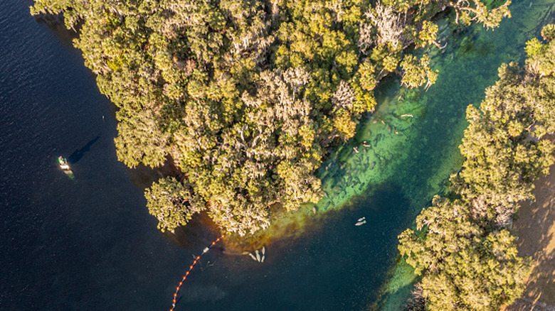 Aerial view of St. Johns River and Blue Spring, with manatees