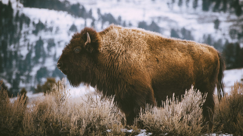 American Bison in Yellowstone National Park