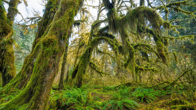 Moss-draped old-growth forest in Hoh Rain Forest