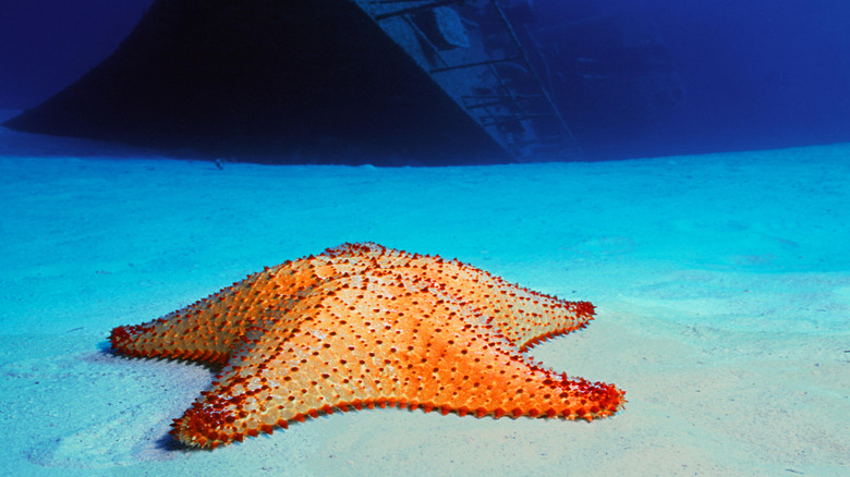 The MV Captain Keith Tibbetts wreck at Cayman Brac