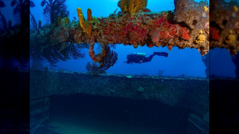 A diver at the SS Stavronikita shipwreck in Barbados.