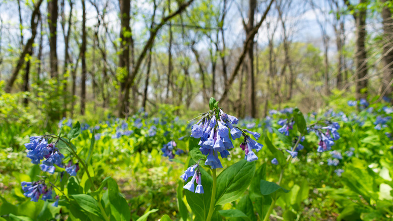 Bluebell covered woodland in Franklin Creek State Natural Area, Illinois