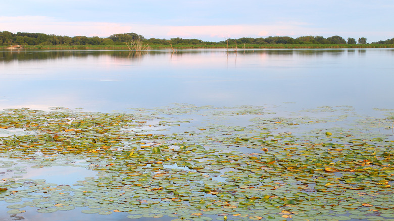 Lily pads under a summer evening on Shabbona Lake in northern Illinois
