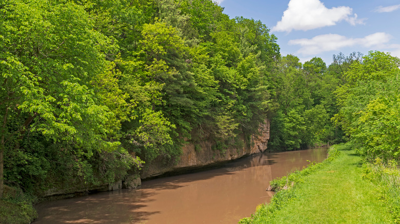 Green trees above a cliff-lined stream in White Pines Forest State Park, Illinois