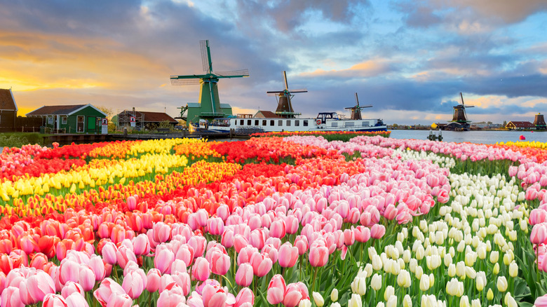 Windmills over tulip flowers on sunny day in the Netherlands.