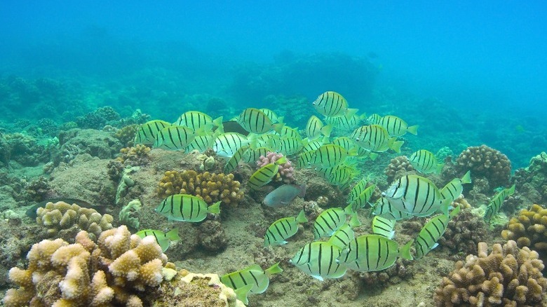 Under the sea in Hulopoe Bay