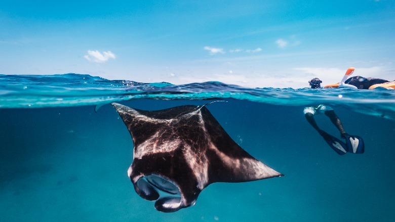 Person snorkeling with manta ray