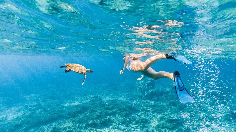 Woman swimming with turtle