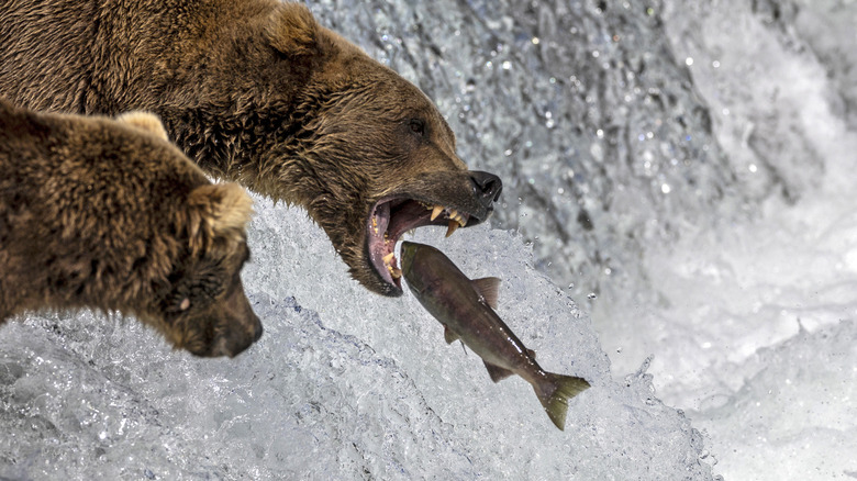 A brown bear snags a sockeye salmon in mid-air in Alaska.