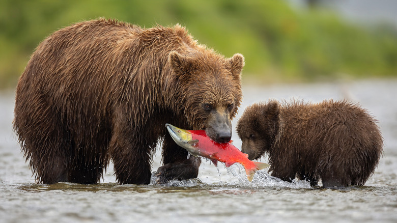 Grizzlies with a sockeye in Alaska.