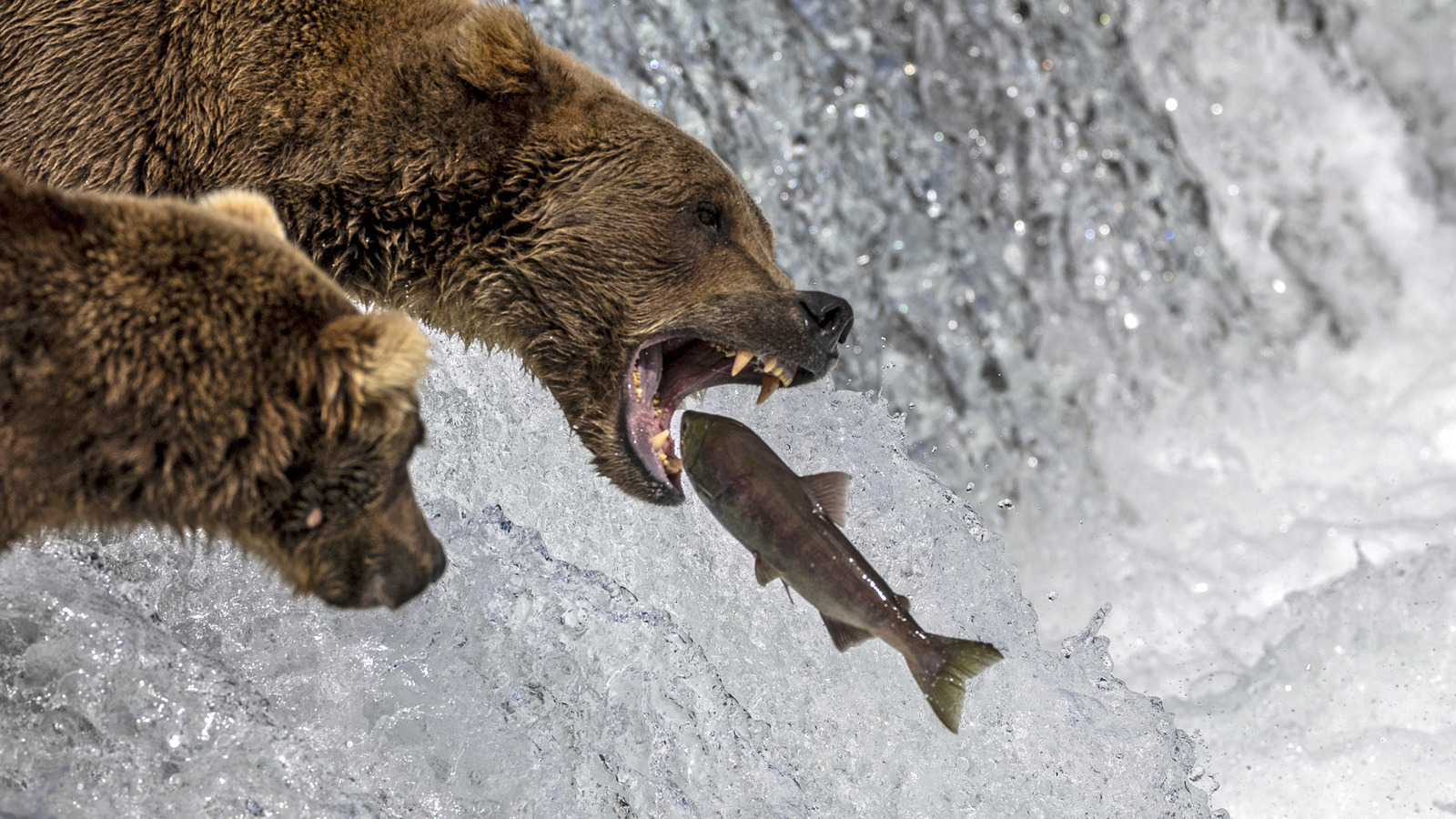 10 Of The Hands-Down Best Salmon Fishing Spots Around America