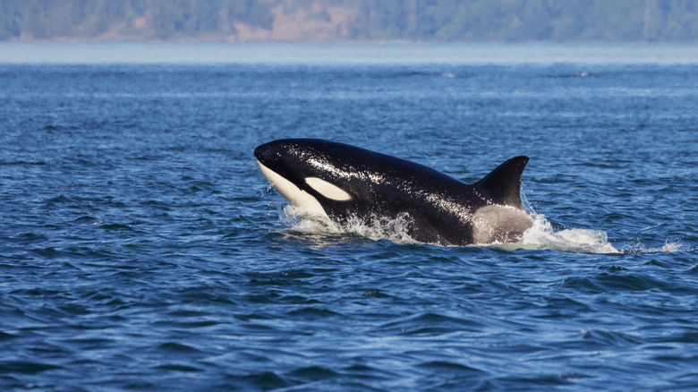 An orca in the Puget Sound, Washington.