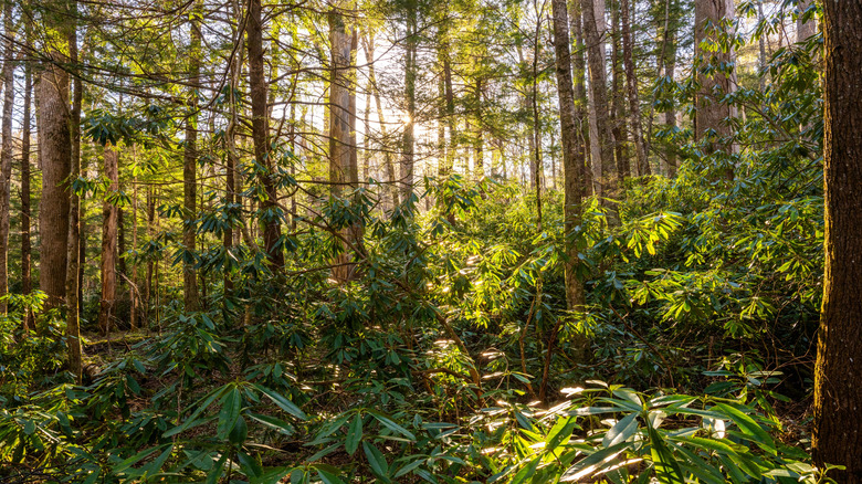 Sun breaks through the trees in Albright Grove in the Great Smoky Mountains National Park.