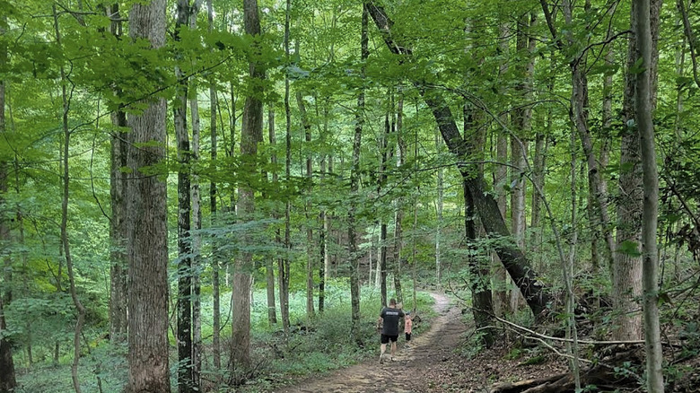 A couple of hikers in Burnwood Old-Growth Forest.
