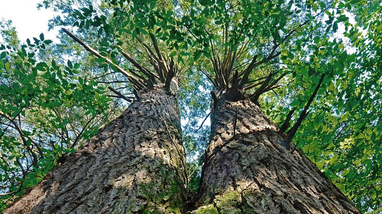 Tall eastern hemlocks in Cathedral State Park.