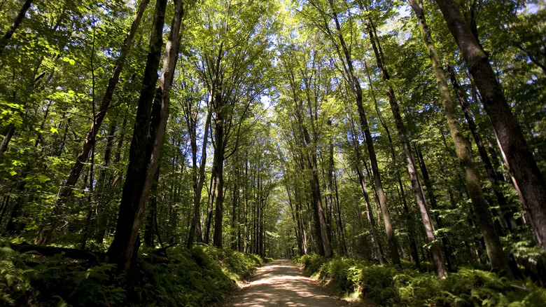 A hardwood tree canopy covers the area inside the Allegheny National Forest.