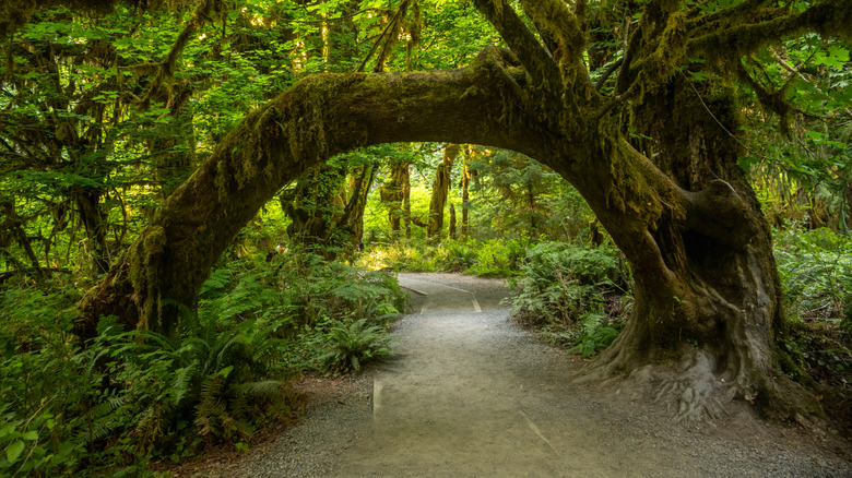 The large limbs of a tree covered in moss make a tunnel over a trail in Hoh Rainforest, Olympic National Park.