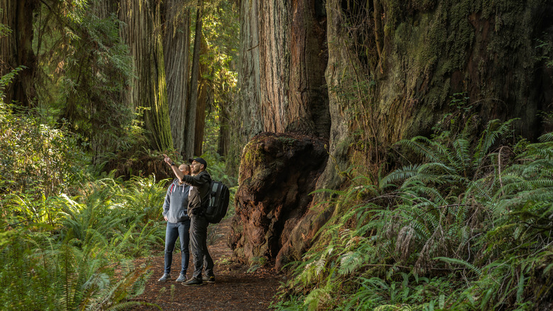 Exploring California's Coastal Redwoods Forests.