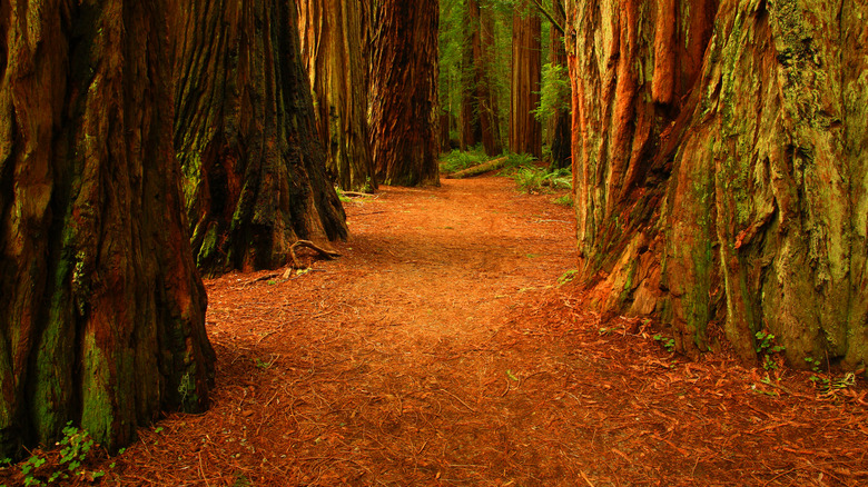 Giant redwoods in Stout Grove, Jedediah Smith Redwoods State Park.