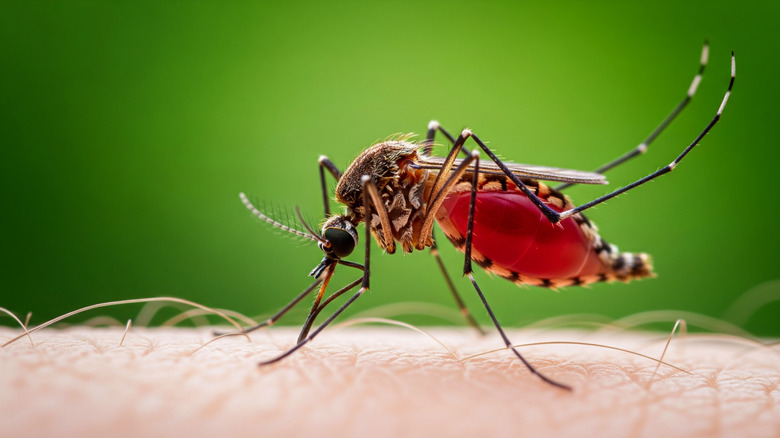 A mosquito perched on a human arm