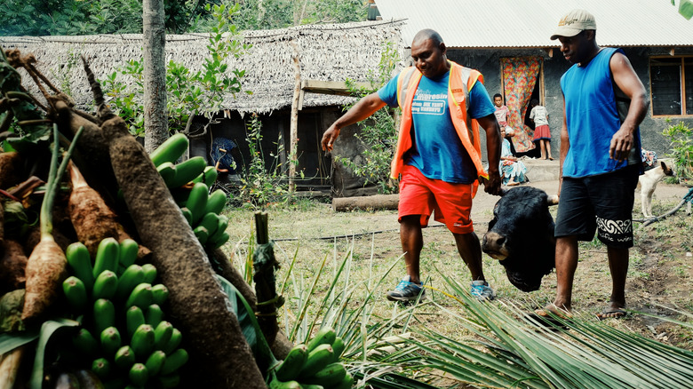 Men in a Fijian village preparing for a celebration