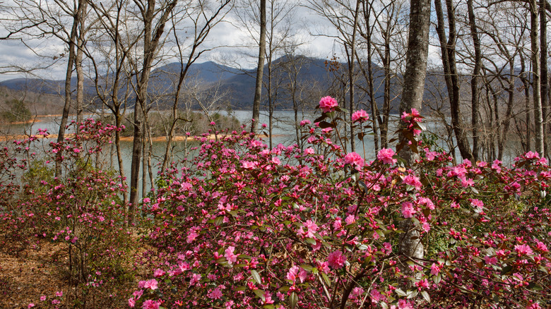 Native azaleas bloom, overlooking Lake Chatuge in Georgia